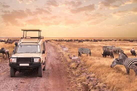 How to Plan an African Safari Around Ecosystems, Seasons, and Experience